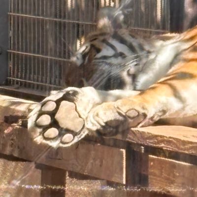 R_Torano299's profile picture