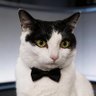 @Whisper Hu 🎙️🐱 profil fotoğrafı