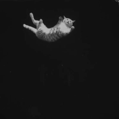neutralstimulus's profile picture