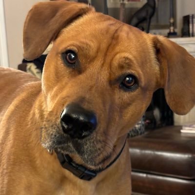 bobeconlog's profile picture