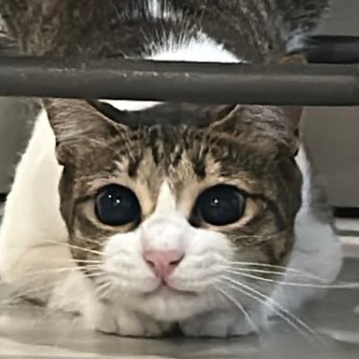 Hoshi the cat 🐯's profile picture