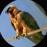 Ali-jaaf profil fotoğrafı