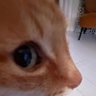 Yassa profil fotoğrafı