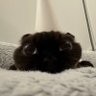 Anomie's profile picture