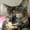 🎶 Lory#GB❤🎶😽🦊 profil fotoğrafı