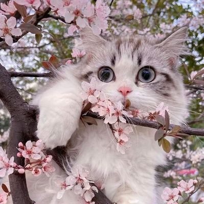 selenarisy's profile picture