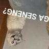 kuetomat's profile picture