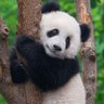 panda 的头像