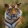 Bengal Tiger's profile picture