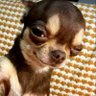 Rustox's profile picture