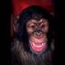 Profilbild von Farting Chimp Capital
