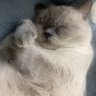 راما ☁️🪽 profil fotoğrafı