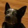 Bo's profile picture