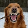 4BarkingDogs 的头像