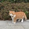 Mohit Kumar Meena profil fotoğrafı