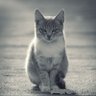 Profilbild von Runar Black
