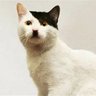 Dirty White Kitty's profile picture