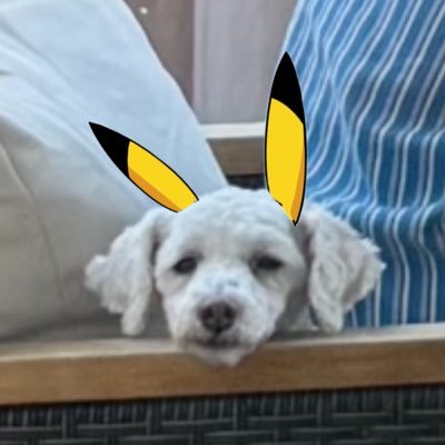 Oink Sampler's profile picture