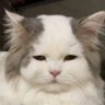 Seorang Ayah's profile picture