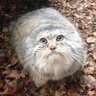 Фото профиля cat warlord