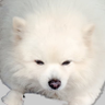 Profilbild von ankoron