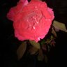 Фото профиля 🥀