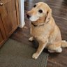 ShineDoggyDog's profile picture
