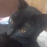 Gato de Kenkistan's profile picture