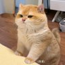 Profilbild von 致命一击