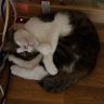 快適ちゃん 的头像