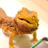 Profilbild von 月読亭華丸