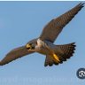 Kuwait Falcon profil fotoğrafı