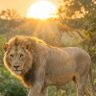 Фото профиля Rise of Lions