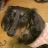 まっつん🍜DTM投資♫犬好き🐕's profile picture