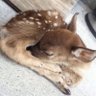 ✧.*-L3v1n-*⁠.⁠✧ 的头像