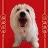 clarencehuang's profile picture