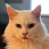 Tyyne Lyydia profil fotoğrafı