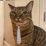 nonpartisan cat profil fotoğrafı