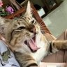 Фото профиля maru is cat