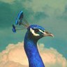 Peacock 的头像