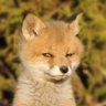 karbon 🐺🦊 profil fotoğrafı