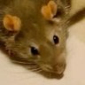 Rat profil fotoğrafı