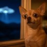 Фото профиля Dog