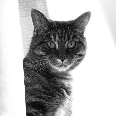 wundt_vil's profile picture