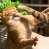 CATFIGHT 的头像