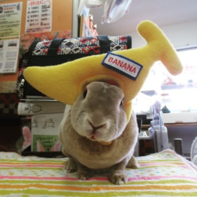 sakuraironoharu's profile picture