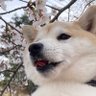 柴さくら's profile picture