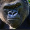 Matthew🦍's profile picture