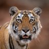 Sri Ranga เฒถเณเฒฐเณเฒฐเฒเฒ's profile picture