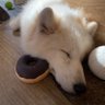 はらぺこカオナシ 的头像